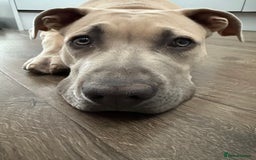 Mixed Breed dogs for sale: Alpha blue blood bulldog x Labrador  - Image 2