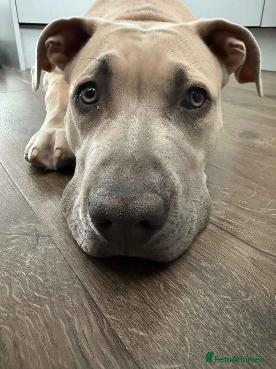 Mixed Breed dogs for sale: Alpha blue blood bulldog x Labrador  - Image 2