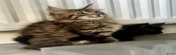Maine Coon cats for sale: Half Maine Coon kittens  - Advert 5