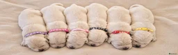 Golden Retriever dogs for sale: Exceptional Golden Retriever Show Type Puppies in Gainsborough - Advert 3