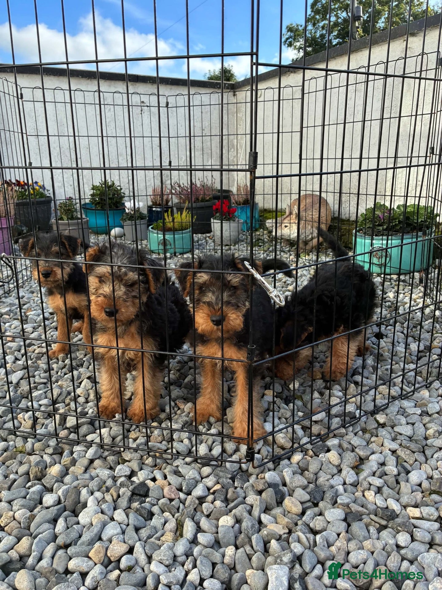 Welsh Terrier dogs Welsh terrier pups of outstanding pedigree - Advert 7