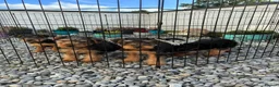 Welsh Terrier dogs for sale: Welsh terrier pups of outstanding pedigree - Advert 1