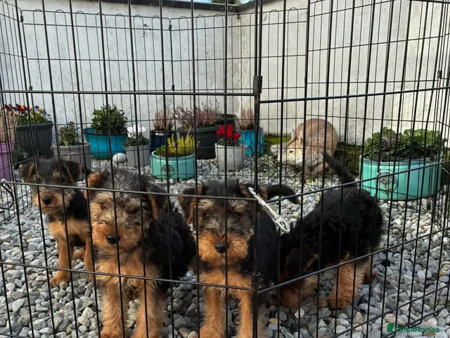 Welsh Terrier dogs for sale: Welsh terrier pups of outstanding pedigreee - Advert 1