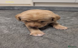 Labrador Retriever dogs for sale: Gorgeous Yellow Labrador Puppies - Image 24