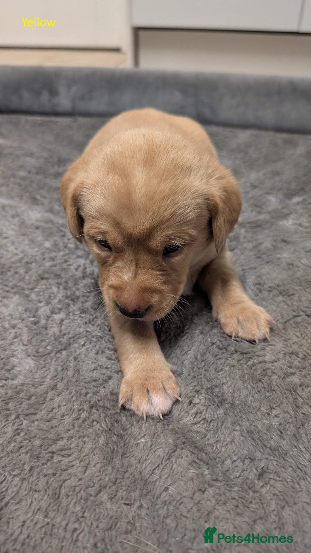 Labrador Retriever dogs for sale: Gorgeous Yellow Labrador Puppies - Image 24
