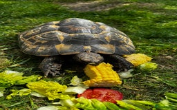 Tortoise reptiles for sale: Birtha is a Spur thigh Fertile female .  - Image 5