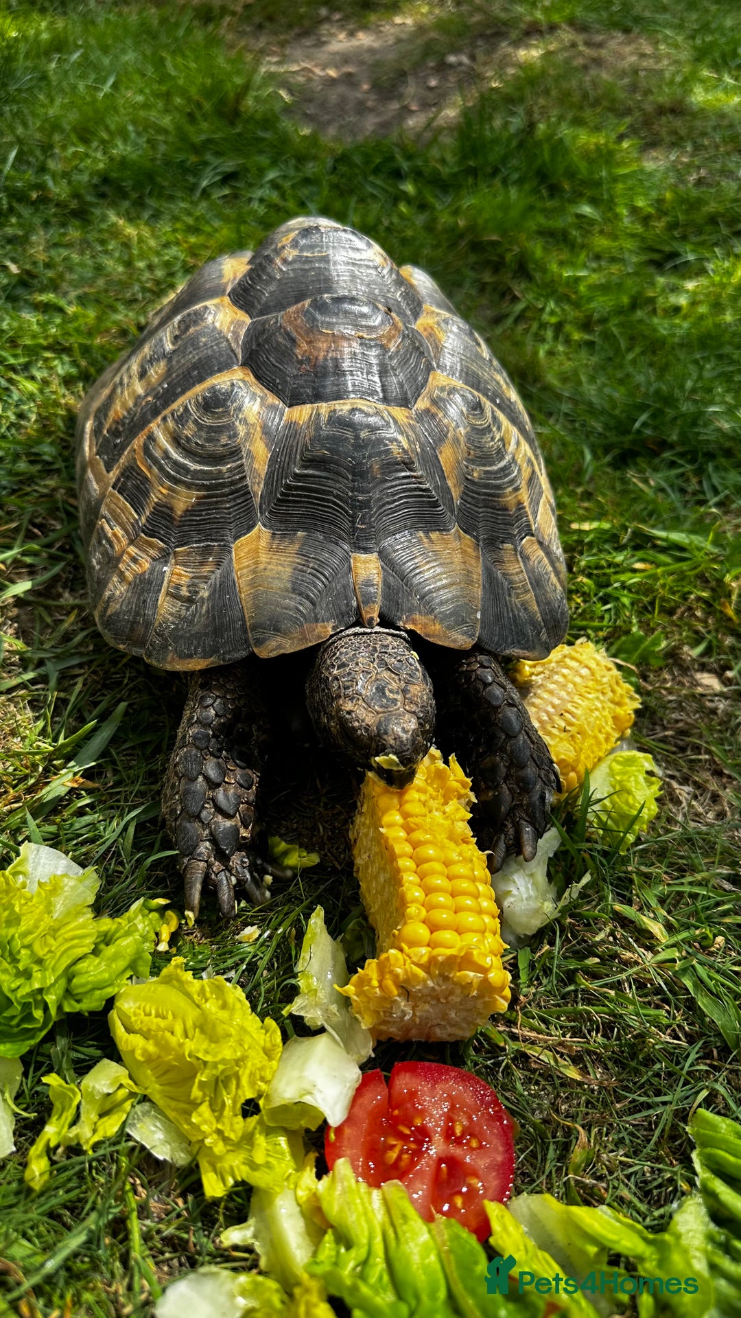 Tortoise reptiles for sale: Birtha is a Spur thigh Fertile female .  - Image 5