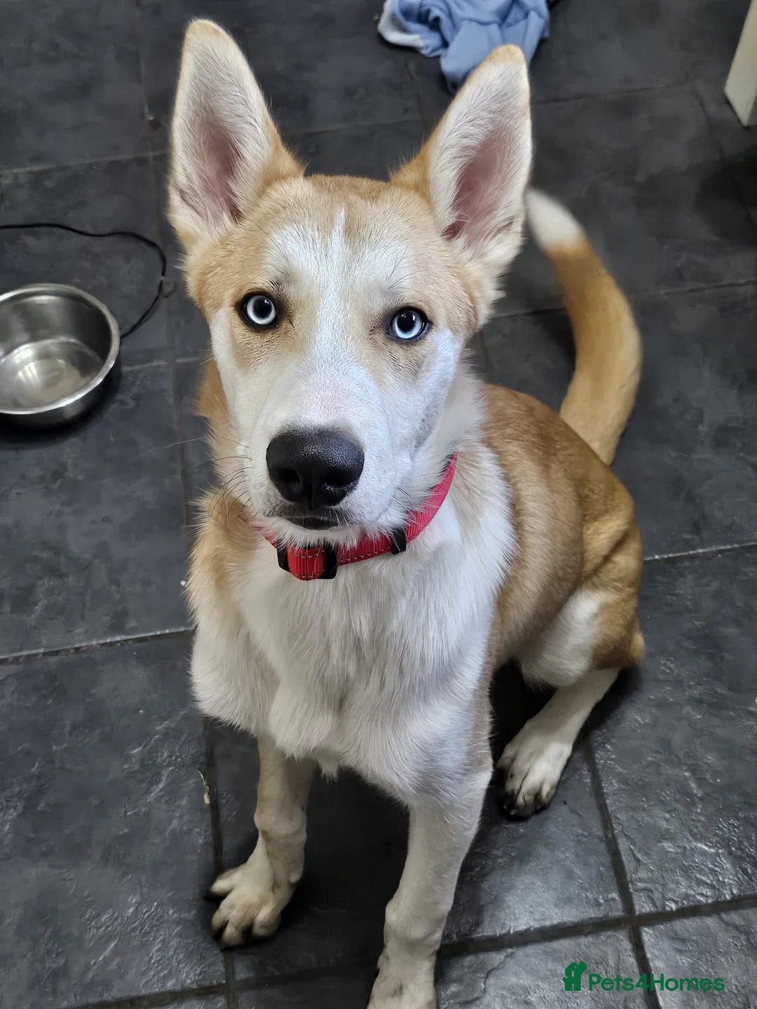 Mixed Breed dogs for sale: 18month ginger husky/collie boy - Advert 17