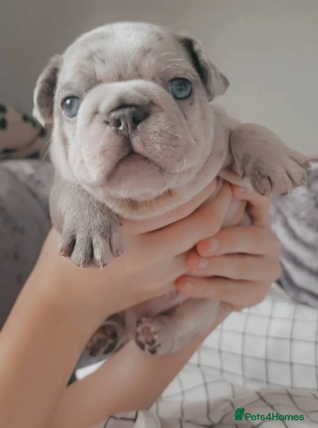 French Bulldog dogs for stud: Tiny 8kg Isabella and tan quad  - Advert 27