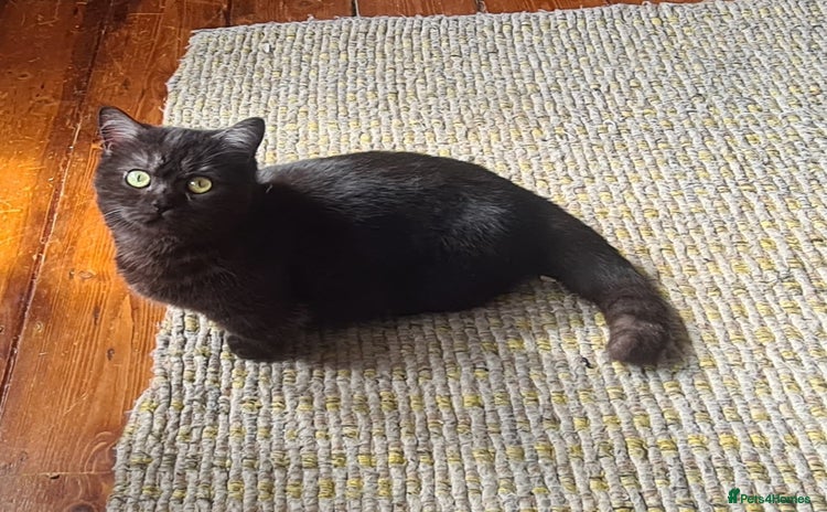 Munchkin cats in London - Advert 12