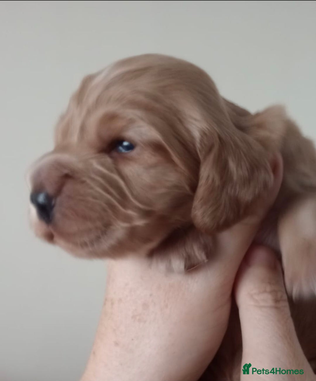 Cocker Spaniel dogs for sale: Beautiful full show cockers  - Advert 9