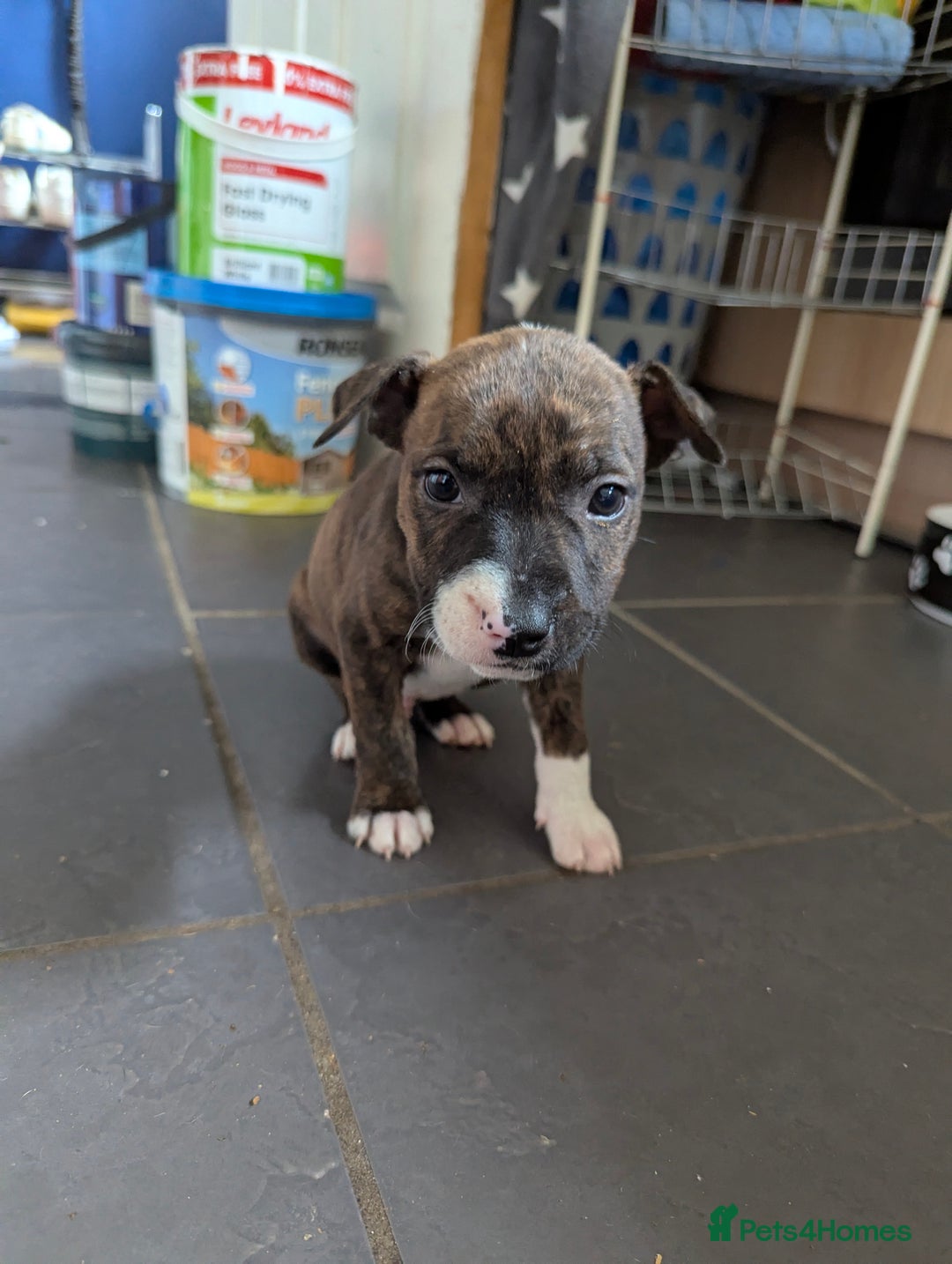 English Bull Terrier dogs for sale: English bull terrier cross staffys - Image 21