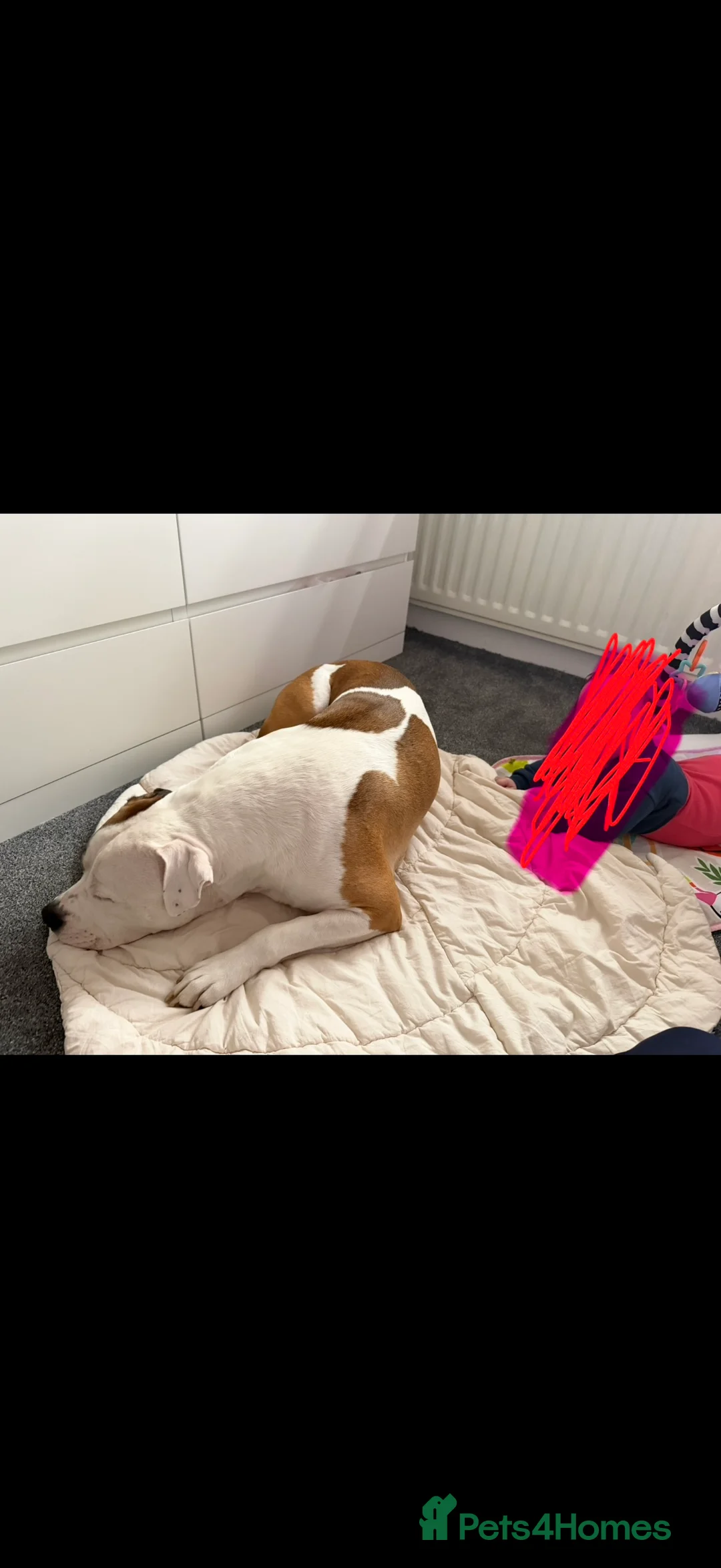 American Bully dogs for sale: American bully classic puppies for sale  - Advert 19