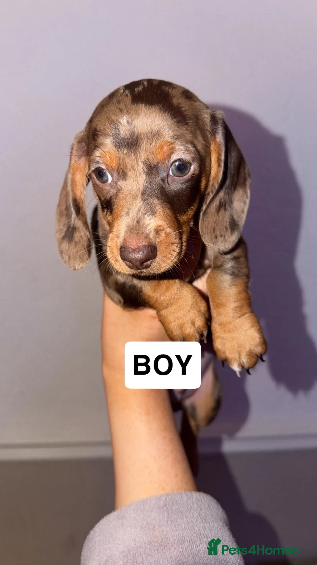 Miniature Dachshund dogs for sale: Miniature dachshund puppy’s  in Liverpool - Advert 8