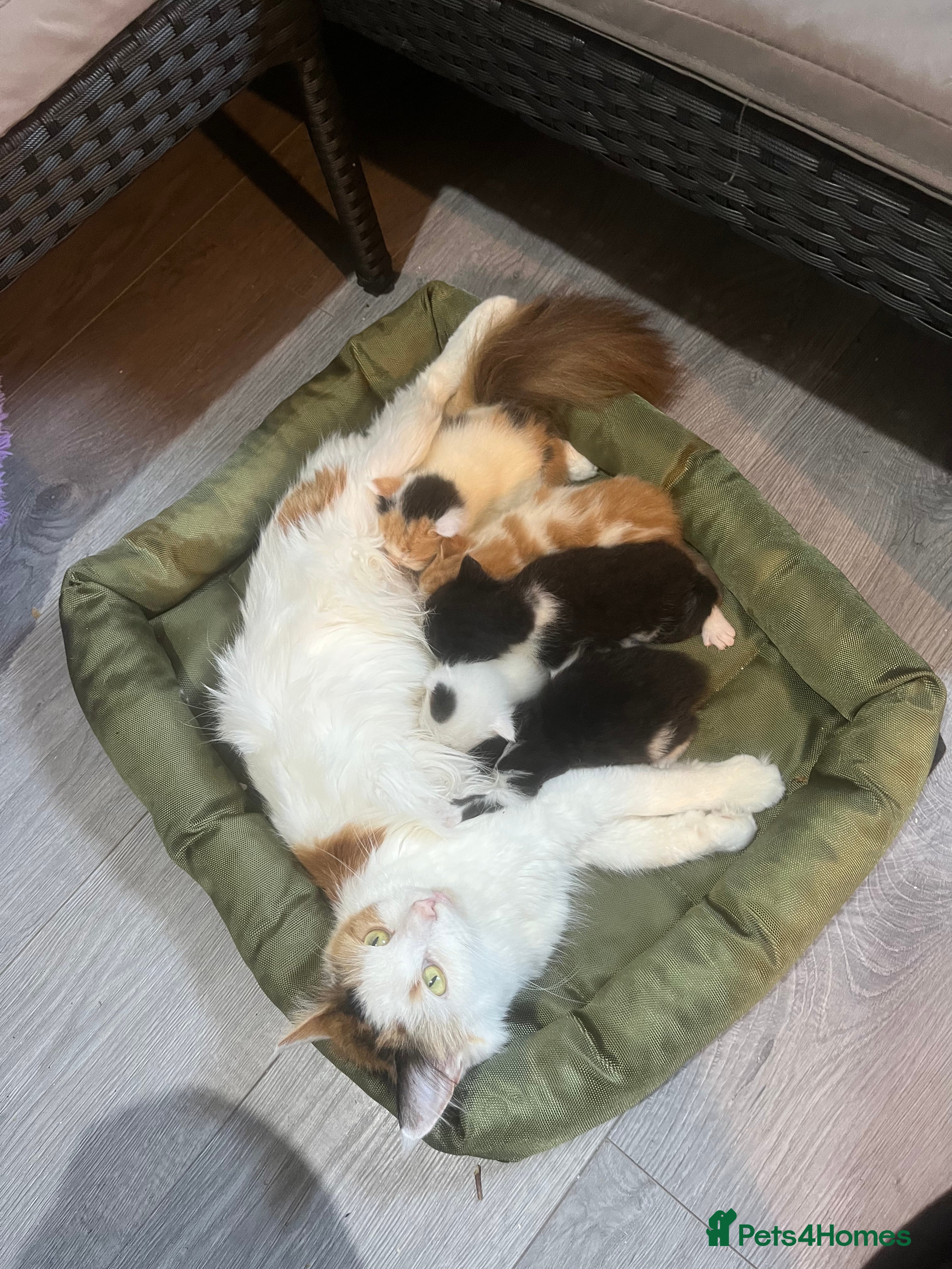 Mixed Breed cats 2 adorable male kittens ready to be rehomed!!  - Advert 17