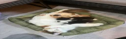 Mixed Breed cats for sale: 2 adorable male kittens ready to be rehomed!!  in Liverpool - Advert 1
