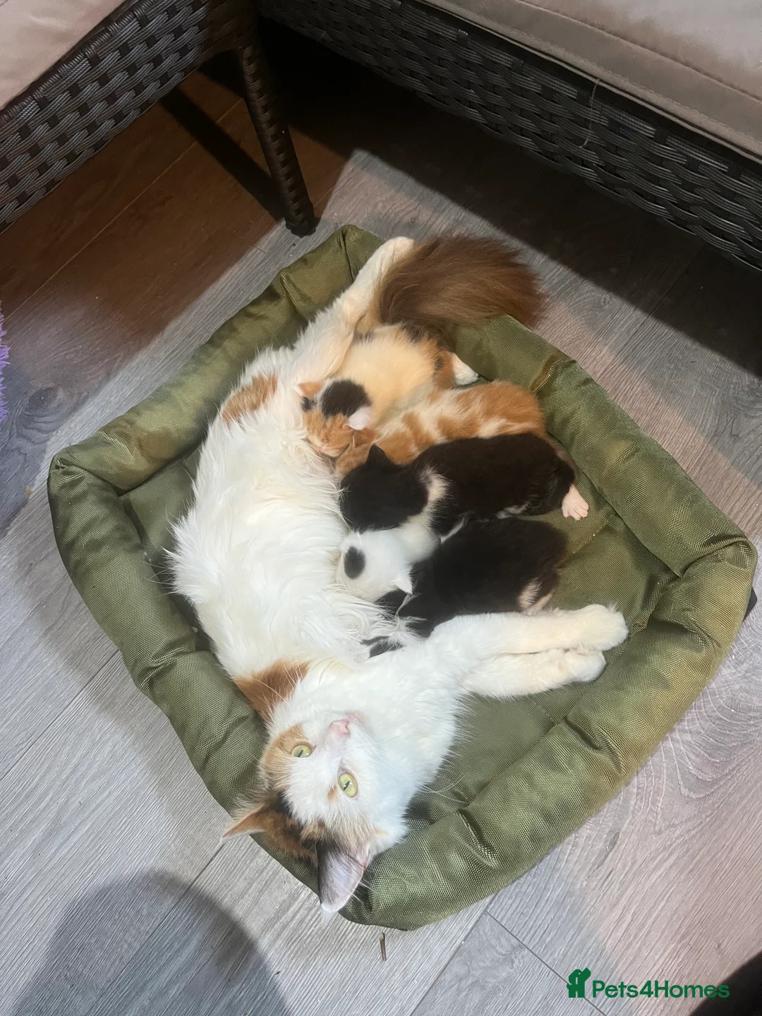 Mixed Breed cats for sale: 2 adorable male kittens ready to be rehomed!!  in Liverpool - Advert 1