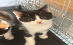 Mixed Breed cats for sale: Male kitten ( ready to go ) - Image 2