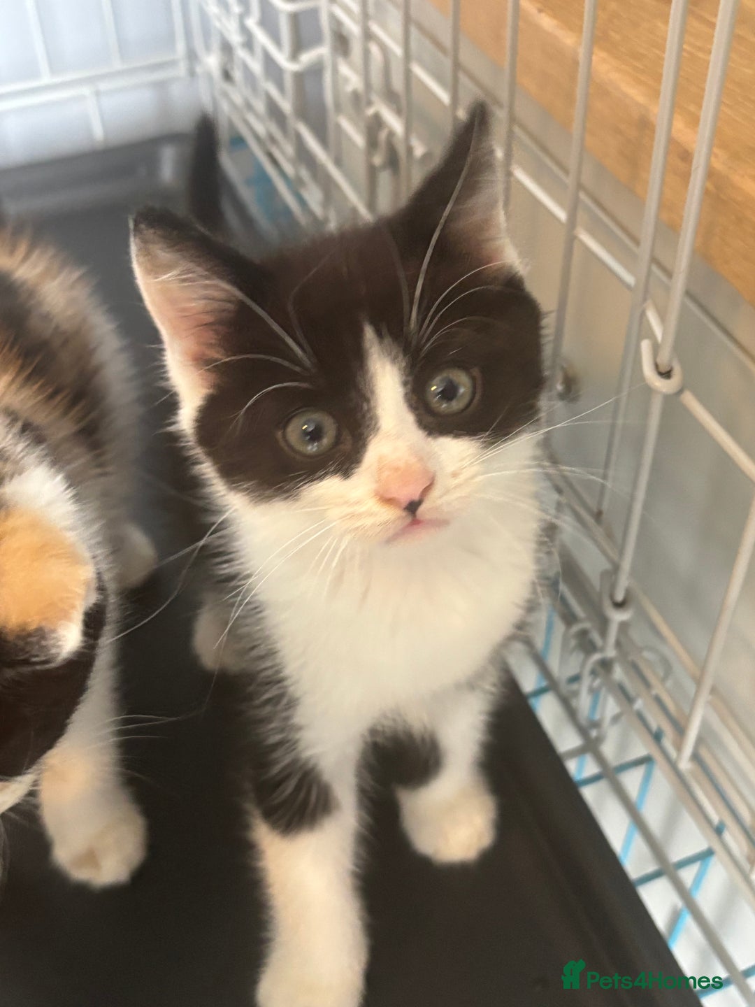 Mixed Breed cats for sale: Male kitten ( ready to go ) - Image 2