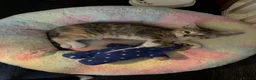 Mixed Breed cats for sale: 6 lovely female kittens.  - Advert 23