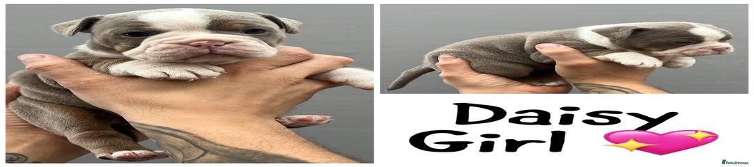 Olde English Bulldogge Daisy