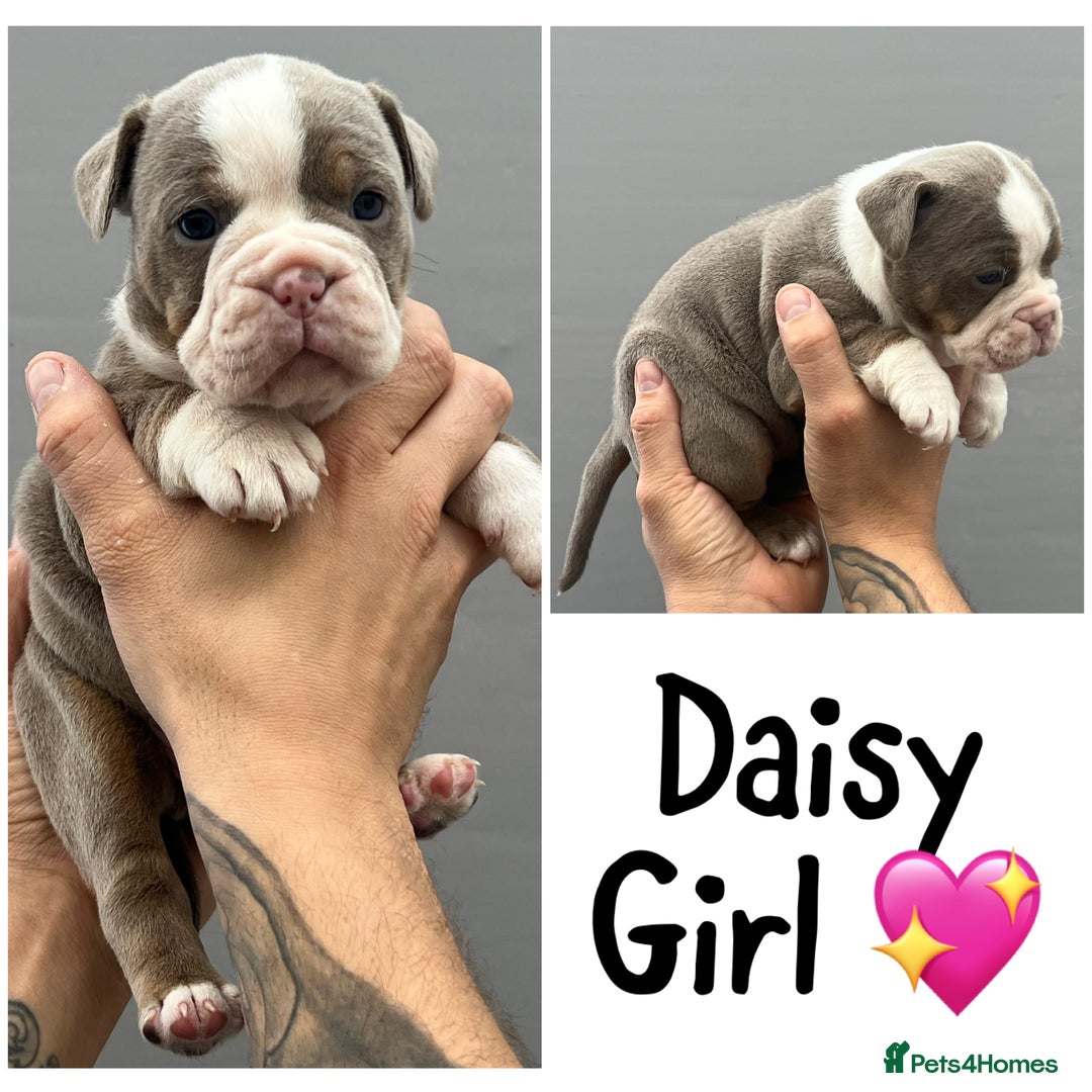 Olde English Bulldogge dogs for sale: Beautiful old English bulldog puppies  - Image 1