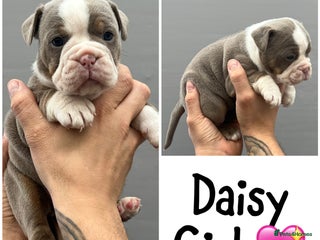 Olde English Bulldogge dogs - Advert 21