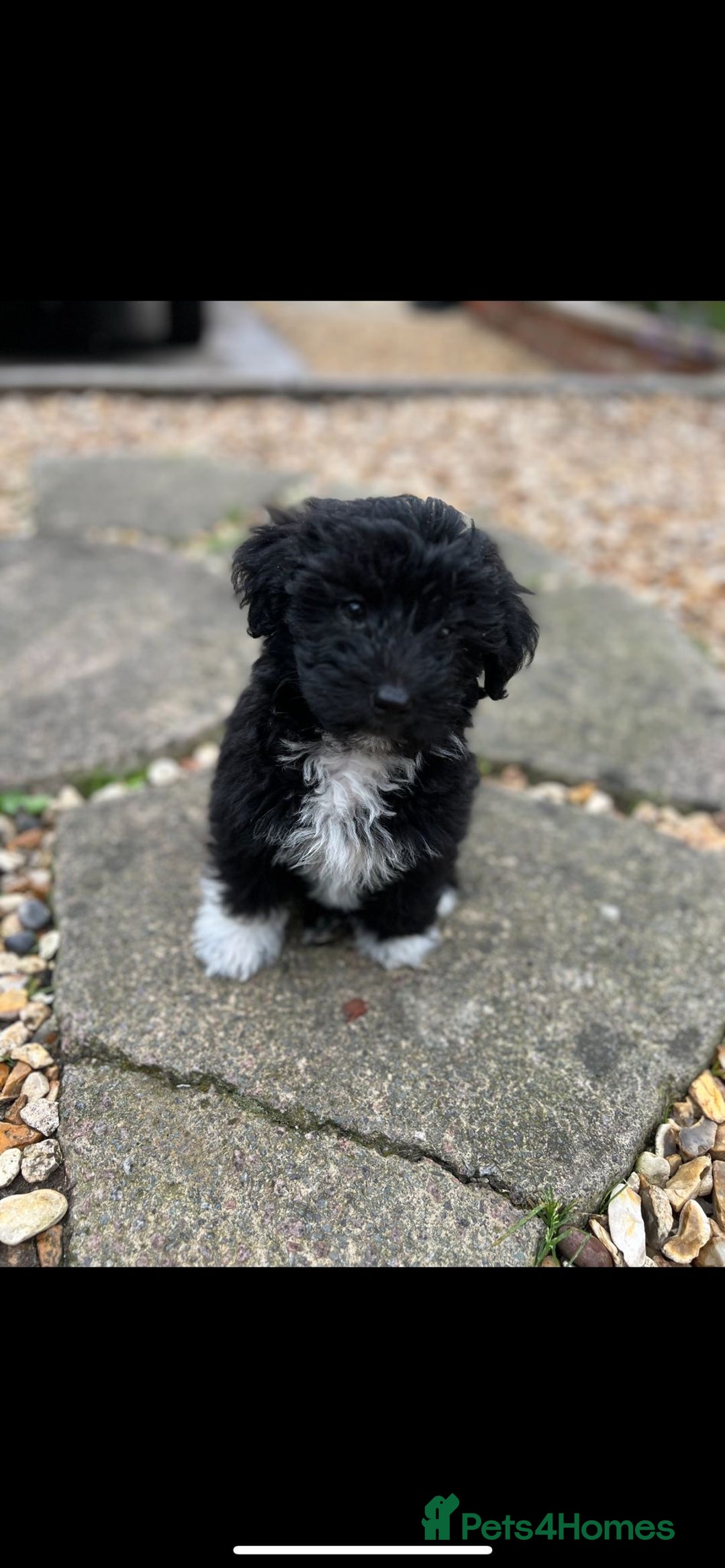 Toy Poodle dogs for stud: K.C Chocolate ToyPoodle at Stud in Coventry - Advert 14