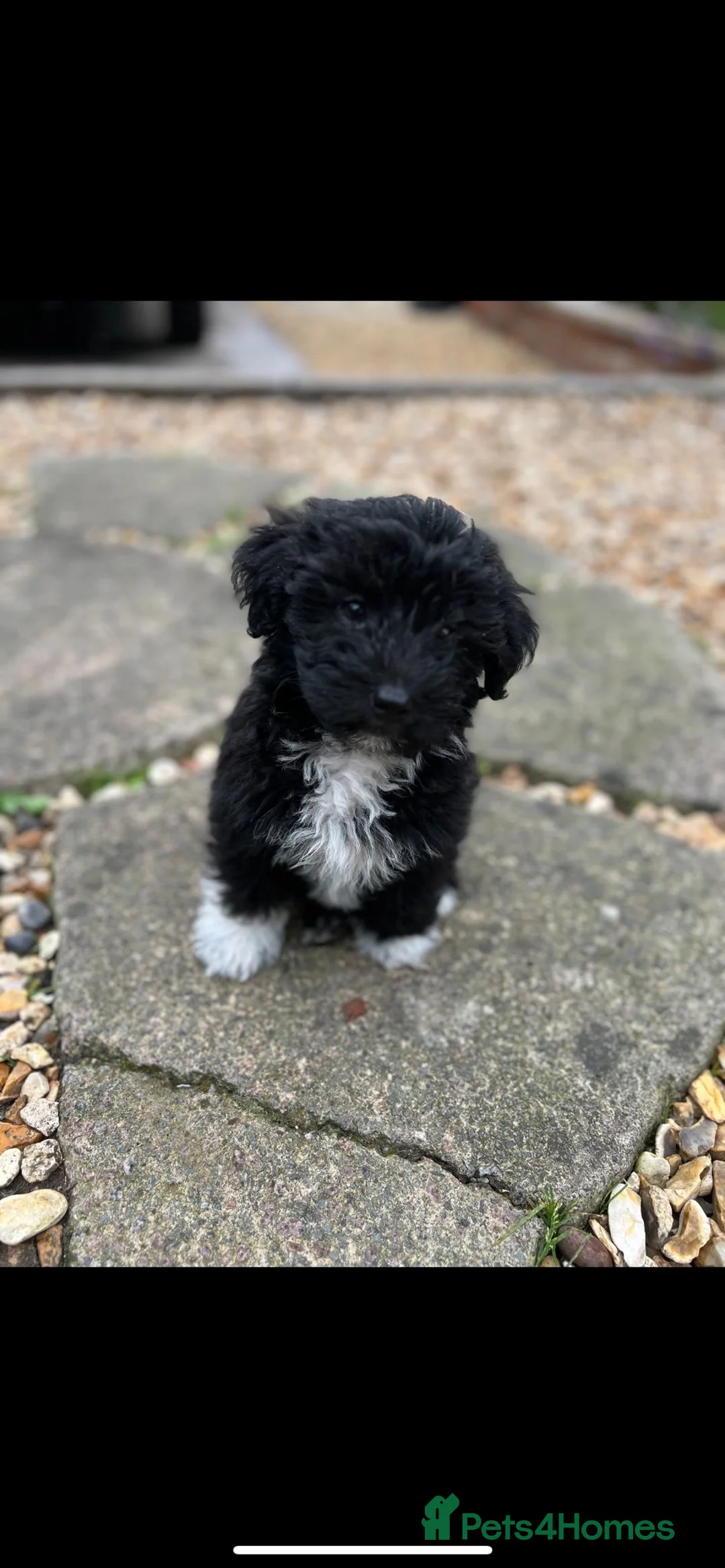 Toy Poodle dogs for stud: K.C Chocolate ToyPoodle at Stud in Coventry - Advert 14