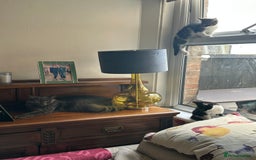 British Longhair cats for sale: British Longhair cross Bengal - Image 7