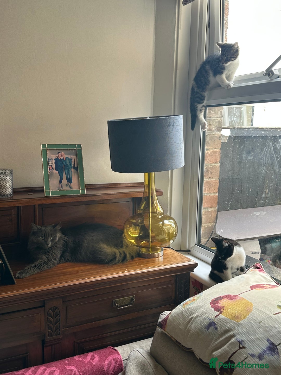 British Longhair cats for sale: British Longhair cross Bengal - Image 7