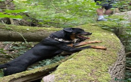 Rottweiler dogs for sale: Siblings Rottweiler boy & girl  - Image 10