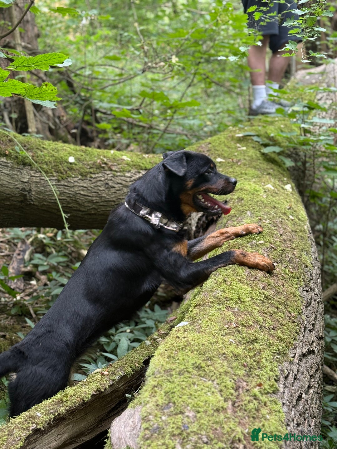 Rottweiler dogs for sale: Siblings Rottweiler boy & girl  - Image 10