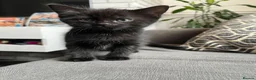 British Shorthair cats for sale: Kittens for sale - Advert 12