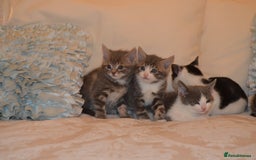 Mixed Breed cats for sale: 6 Adorable Playful Kittens for Sale - Image 13