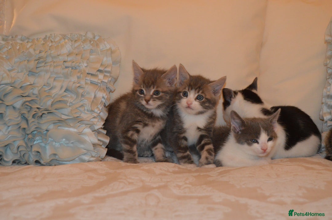 Mixed Breed cats for sale: 6 Adorable Playful Kittens for Sale - Image 13