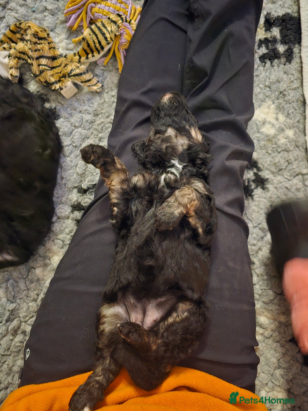 Bernedoodle dogs for sale: Exceptional Quality ❤️ Health tested  - Advert 22