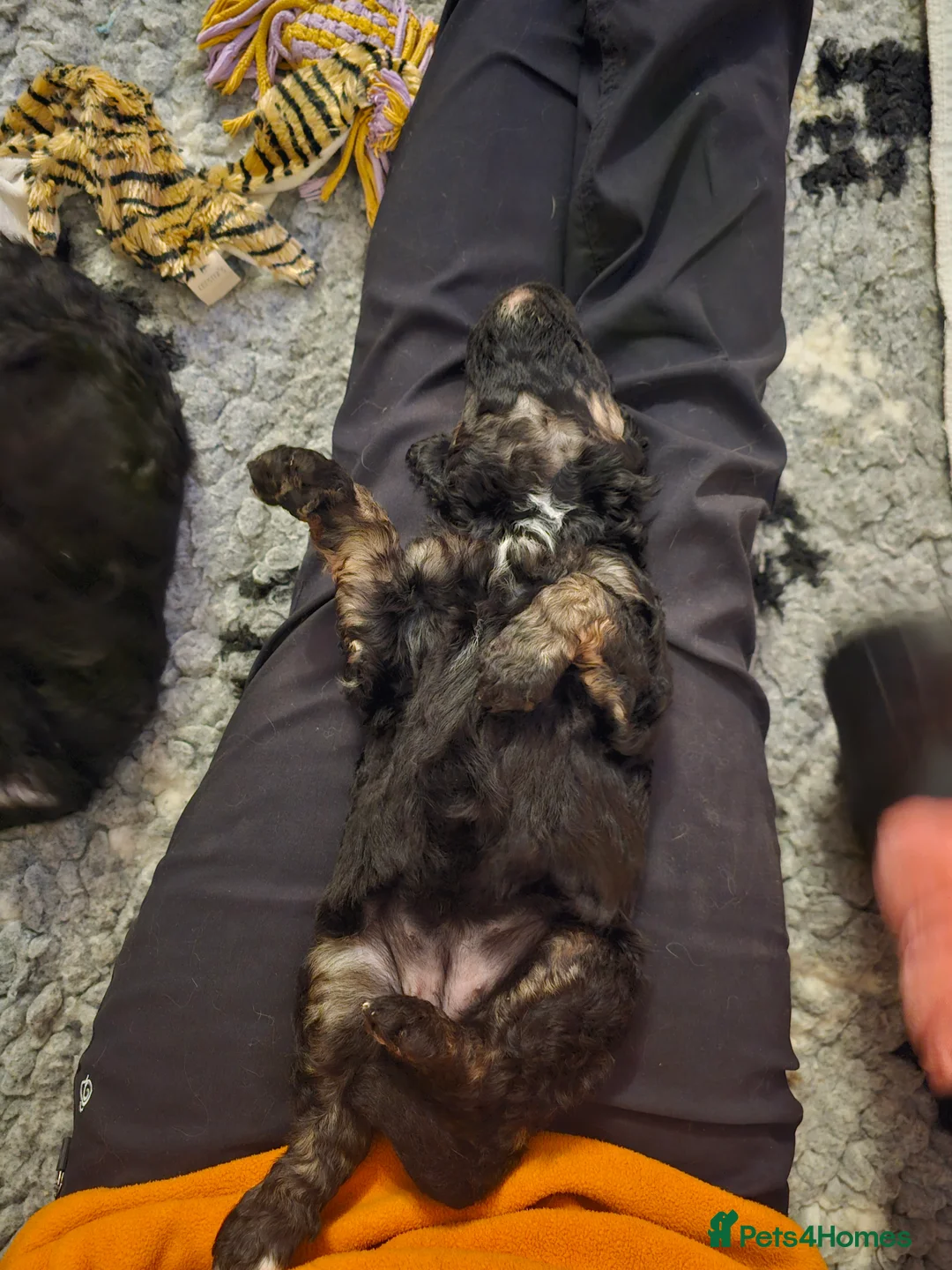 Bernedoodle dogs for sale: Sold 💙 - Advert 22