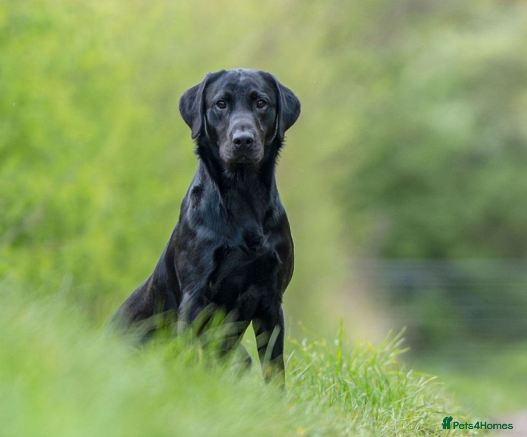 Labrador Retriever dogs for stud: Kc registered fully health checked stud in Newark - Image 1