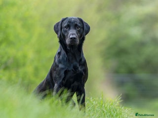 Labrador Retriever dogs in Newark - Advert 6