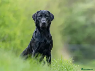 Labrador Retriever dogs Kc registered fully health checked stud in Newark - Advert 15