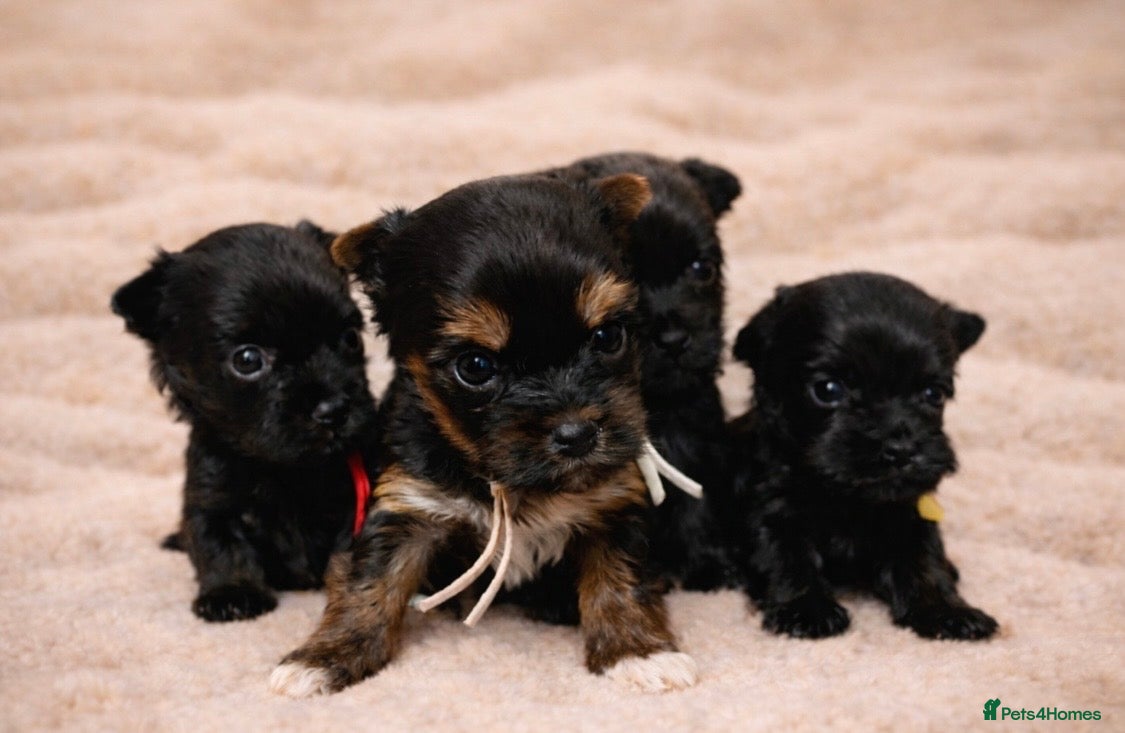 Yorkshire Terrier dogs ❀ Miniature Yorkshire Terriers – 4 Girls  ❀ - Advert 3