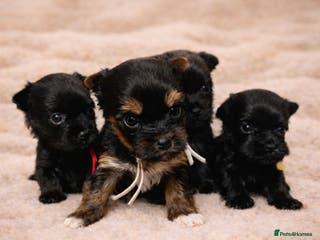 Yorkshire Terrier dogs ❀ Miniature Yorkshire Terriers – 4 Girls ❀ - Advert 3