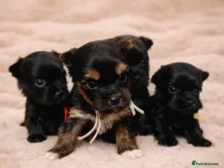 Yorkshire Terrier dogs ❀ Miniature Yorkshire Terriers – 4 Girls ❀ - Advert 2