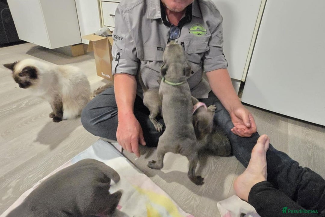 Staffordshire Bull Terrier dogs for sale: Healthy Favoured Blue Staffys for sale.  - Image 10
