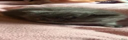 Nebelung cats for sale: ***Neblung cross ragdoll babies *** - Advert 12