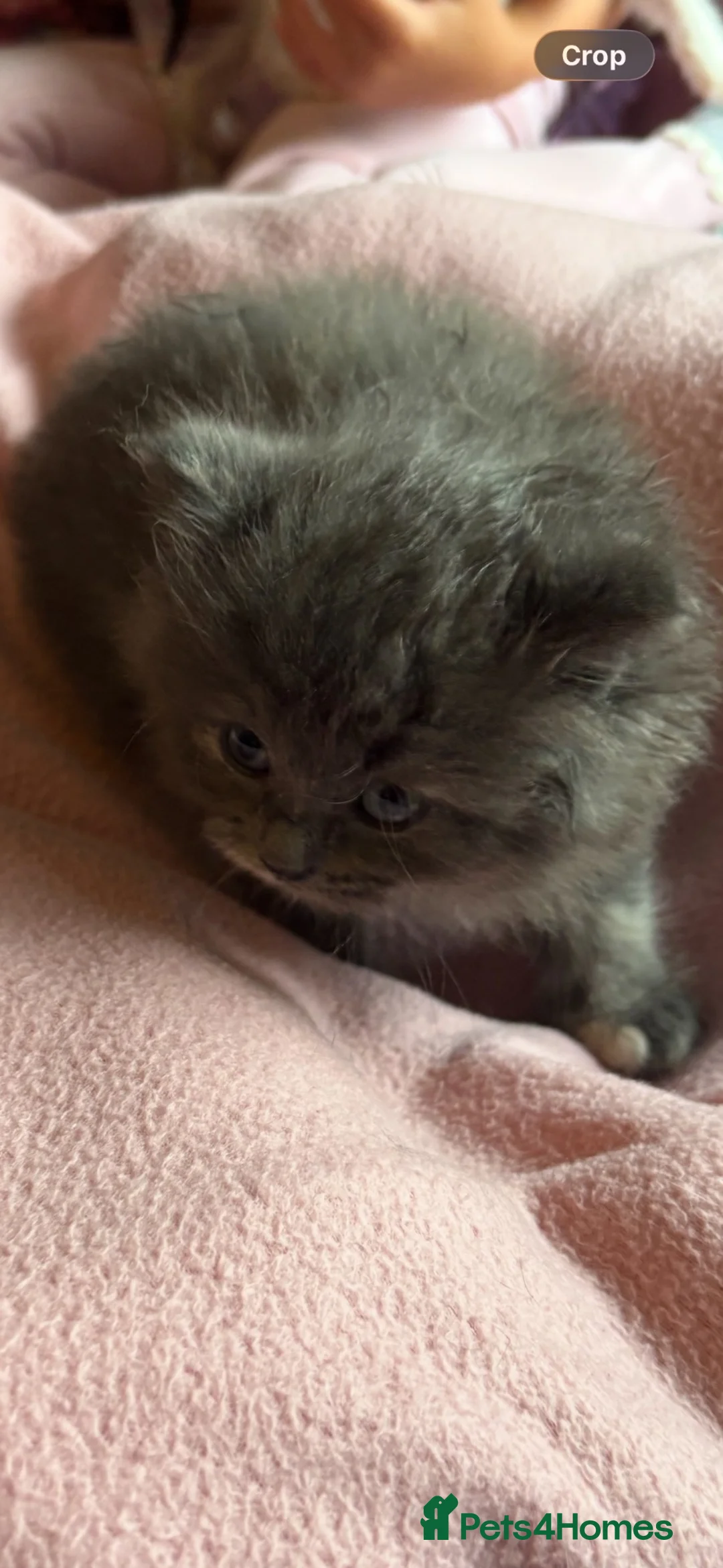 Nebelung cats for sale: ***Neblung cross ragdoll babies *** - Advert 12