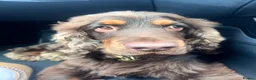 Cocker Spaniel dogs for stud: ⭐️ Incredible KC show cocker spaniel⭐️ - Advert 5