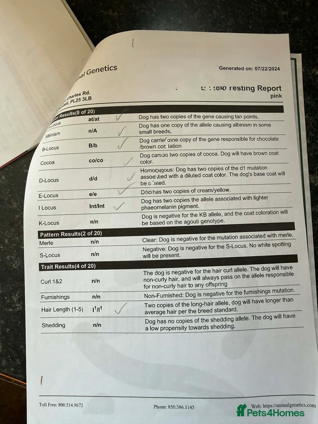 French Bulldog dogs for sale: Fluffy frenchie female - Advert 7