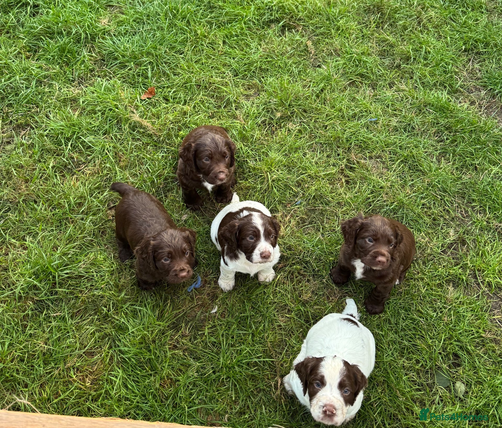 Sprocker dogs Sprocker Spaniel Puppies - Advert 1